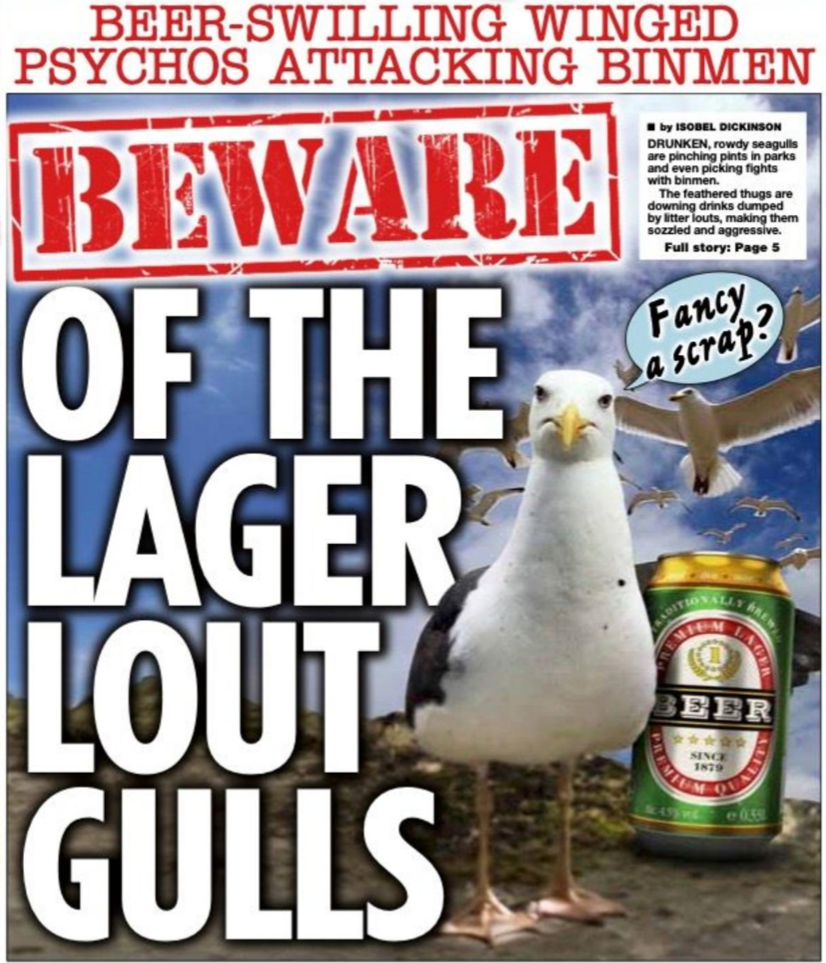 The lager lout gulls